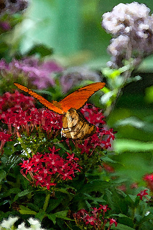 butterflies WC