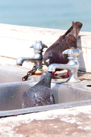 Pigeons