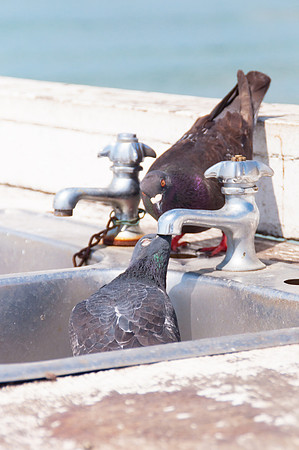 Pigeons
