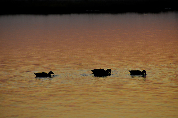 threebirds in sunset14.JPG