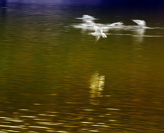 081813 Halibut Pt Seagull color