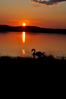 swan in sunset.jpg
