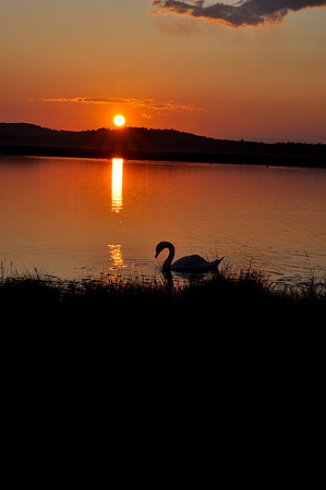 swan in sunset.jpg