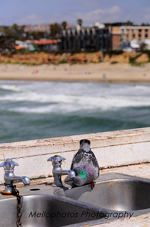 Pigeon