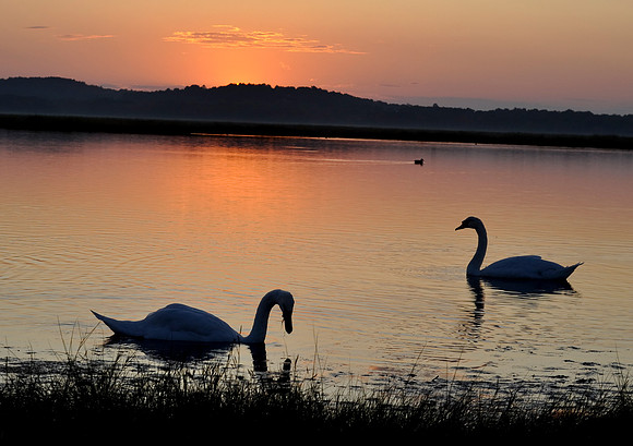 swan couple in sunset17