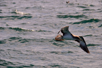 searat6.JPG