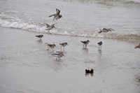 shorebirds10