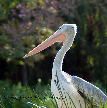 Pelican