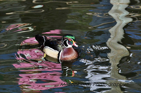 Duck logo