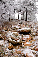 icyforest.JPG