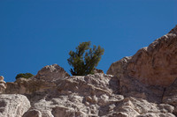 treeinRockGG.JPG