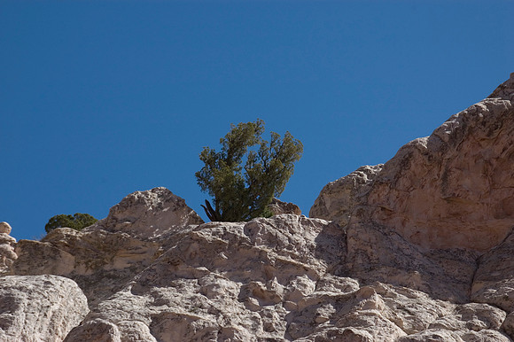 treeinRockGG.JPG
