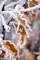 sugaredMinimapleBranch3.JPG
