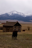 cowandbarn.JPG