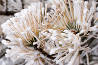 frostbittenPinesatchapel2.JPG