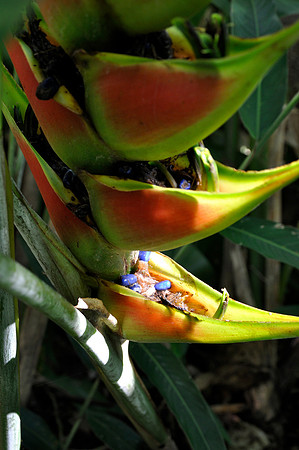 Strange Plant and seeds.jpg