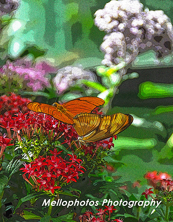 Butterfly Poster Edge