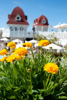 Coronado Hotel Pool