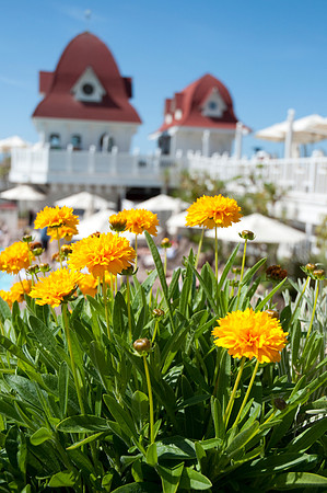 Coronado Hotel Pool