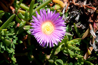Silversands Beach162
