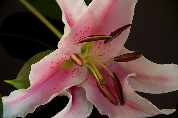 Lily_DSC5804