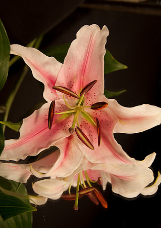 Lily_DSC5814