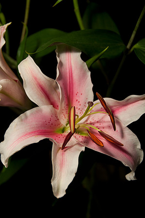 Lily_DSC5808