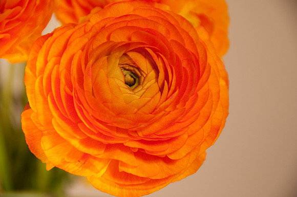 ranunculus62