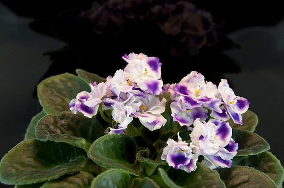 Violet_DSC5459