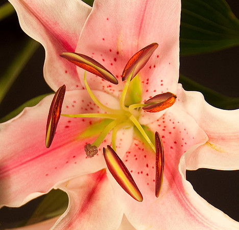 Lily_DSC5816 crop