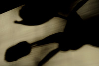 Tulip Shadows.JPG