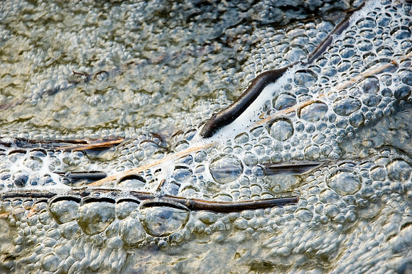 bubbles onstick.JPG