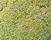 Veggie shots  Broccoli crop15