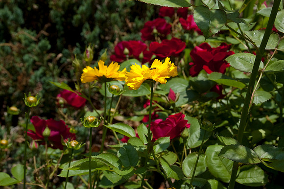 RosesandButtons7.JPG