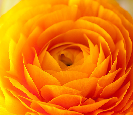 Veggie shots ranunculus56