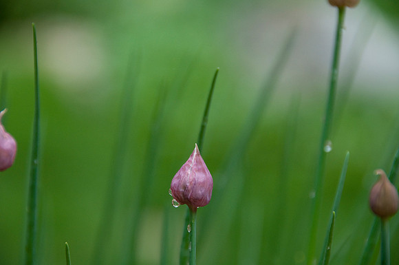 water droplet chives17