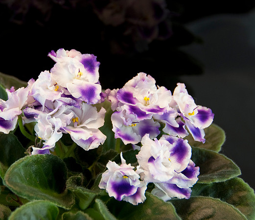 Violetcrop_DSC5459