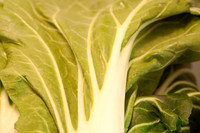 Veggie shots  bok choy leaf51