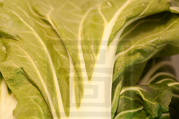 Veggie shots  bok choy leaf51