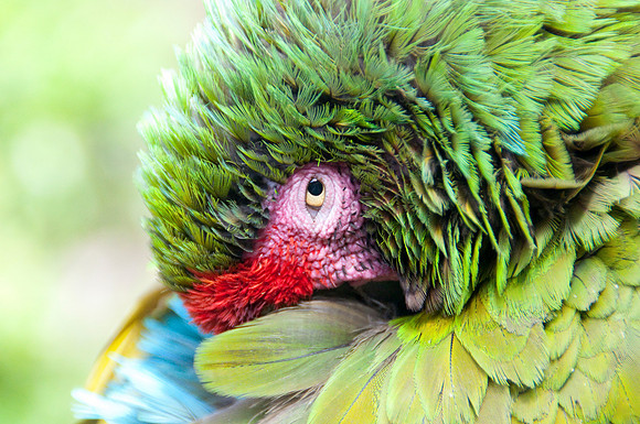Romeo the parrot13