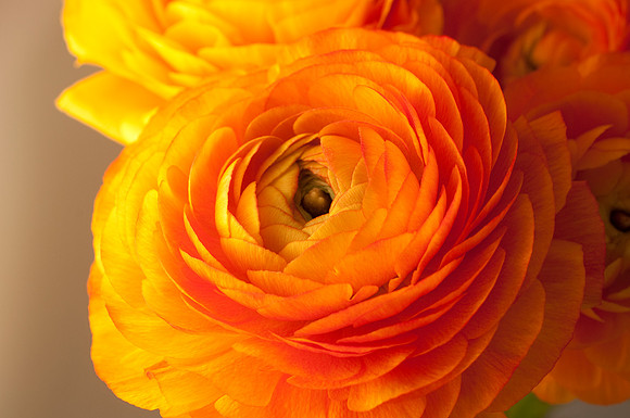 Veggie shots ranunculus55
