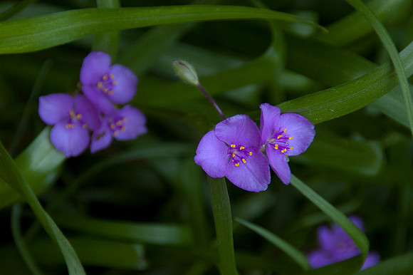 PurpleFlowers8.JPG