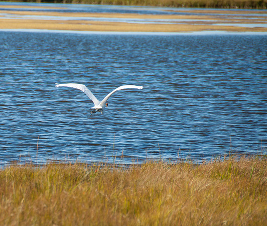 DSC_5663 egret