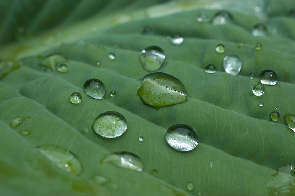 droplets on new hosta leafDSC_0568