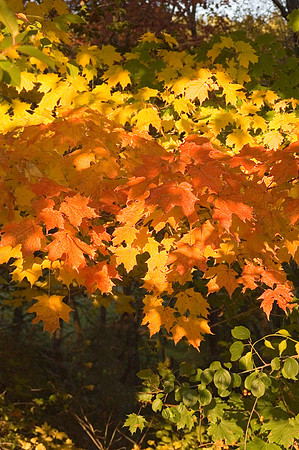 yellowandredmaples.JPG