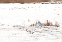 Snowy1