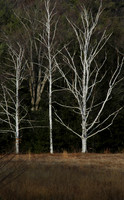 Birch trees straight.jpg