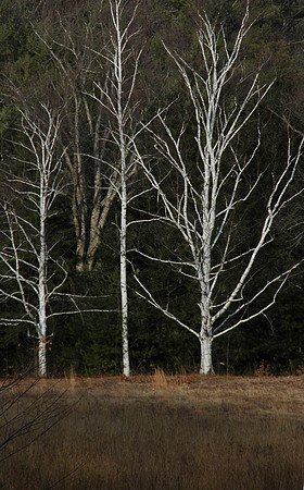 Birch trees straight.jpg