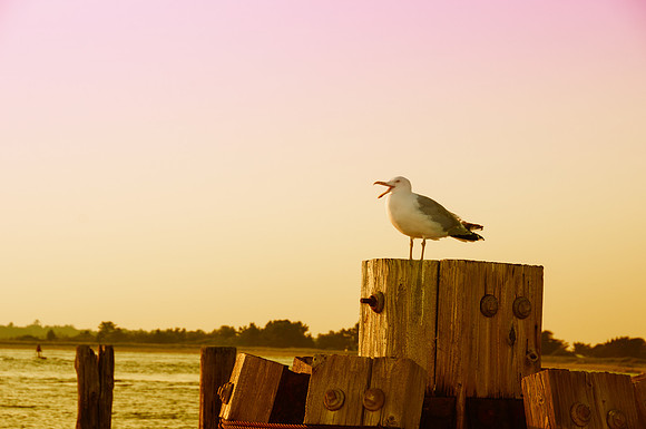 713 squawking seagull