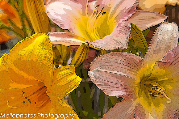 lilys poster edge 2 (1 of 1)